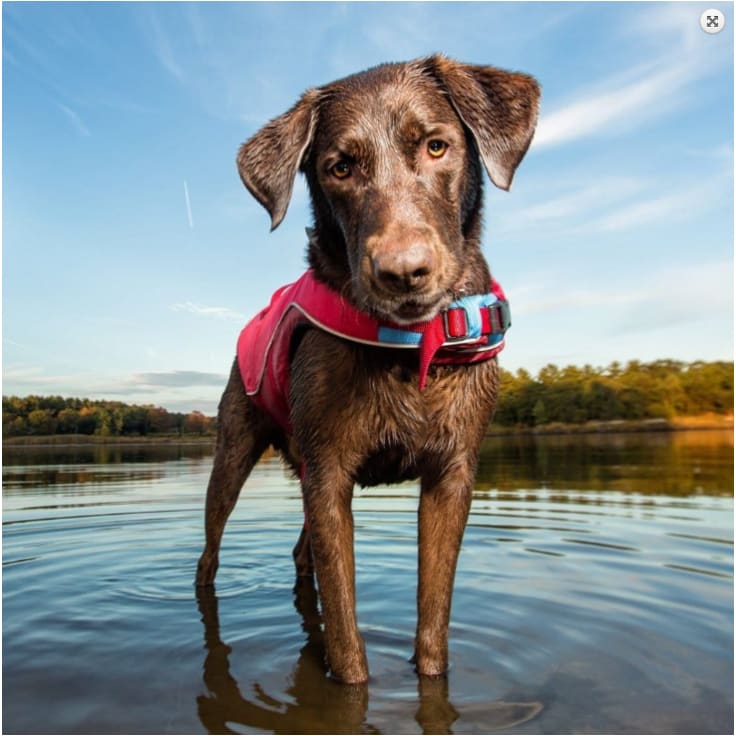 - Red Helios Splash-Explore Dog Life Jacket PET LIFE