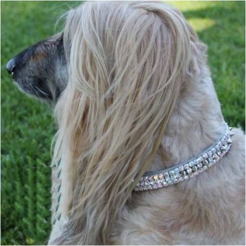 Liberace Inspired Heavy Metal Spiked Dog Collar NEW ARRIVAL