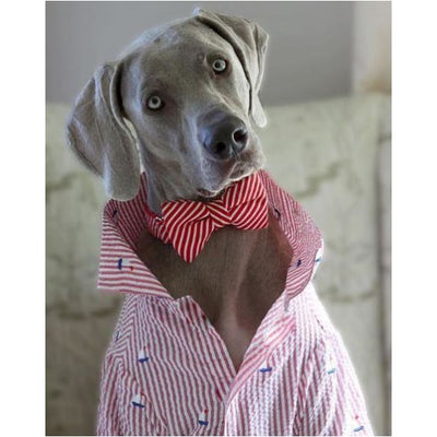 - Red Stripe Sailboat Dog Shirt NEW ARRIVAL WORTHY DOG