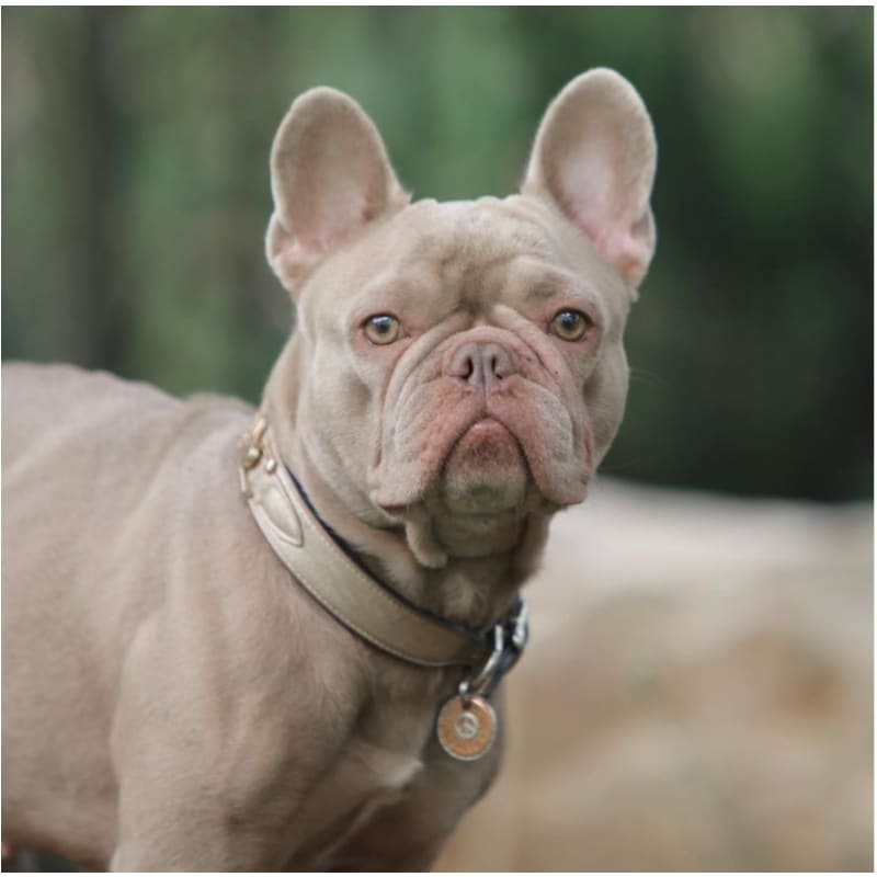 Dynasty Italian Leather Dog Collar In Metallic Gold & Light Dusty Rose Pet Collars & Harnesses genuine leather dog collars, luxury dog 
