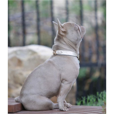 Dynasty Italian Leather Dog Collar In Metallic Gold & Light Dusty Rose Pet Collars & Harnesses genuine leather dog collars, luxury dog 