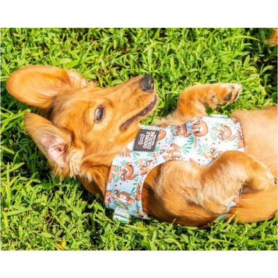 The Runway Pocket Harness - Central Bark Sloths NEW ARRIVAL