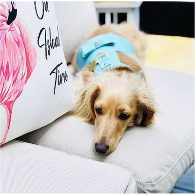 Genuine Italian Leather Dog Harness in Sunshine Babe Pet Collars & Harnesses