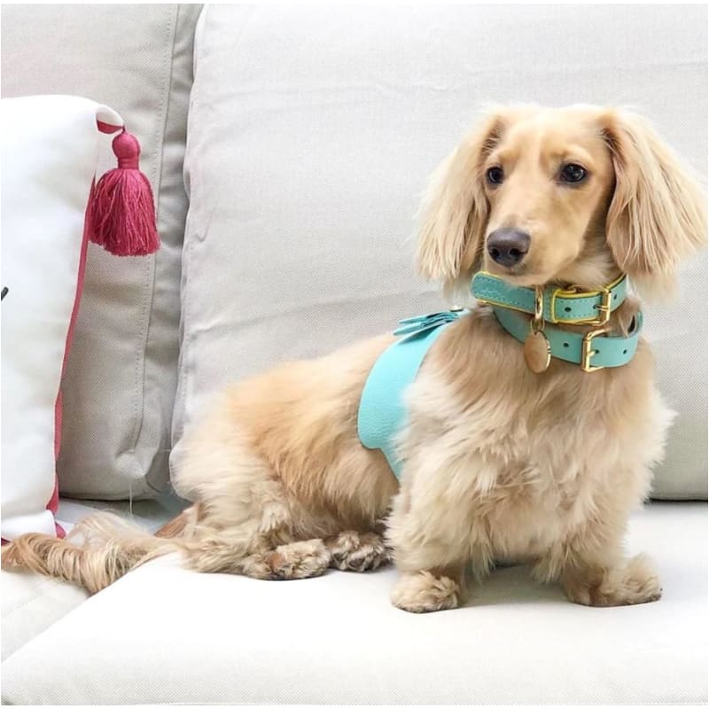 Genuine Italian Leather Dog Harness in Sunshine Babe Pet Collars & Harnesses