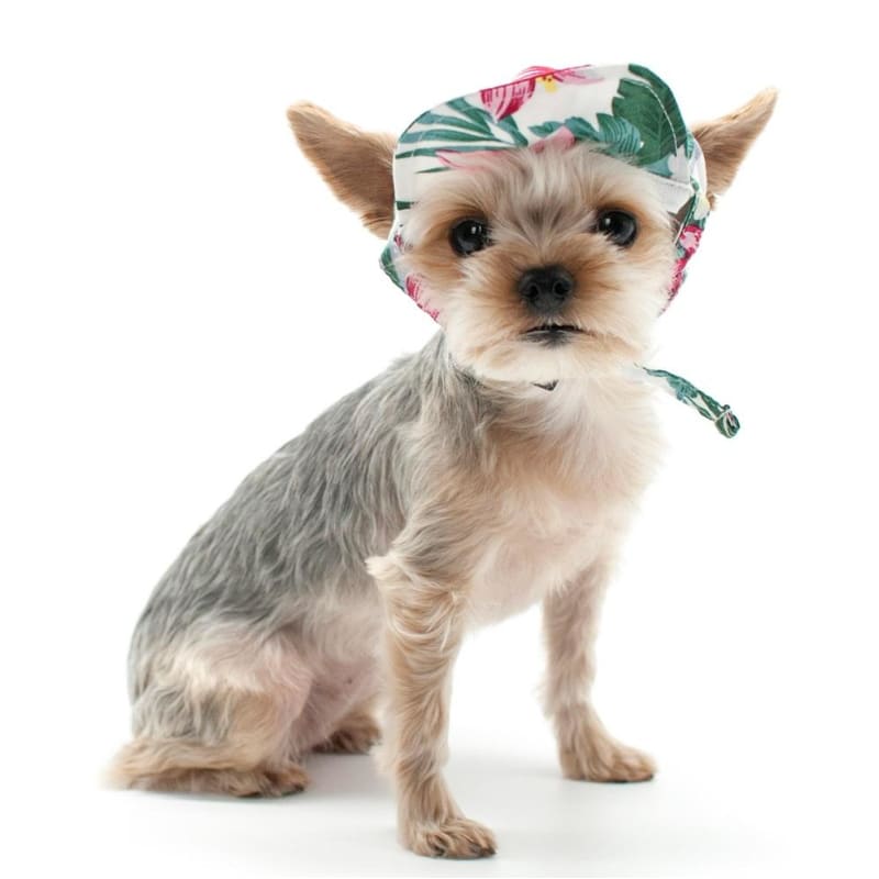 - Tropical Island Dog Hat APPAREL HATS NEW ARRIVAL