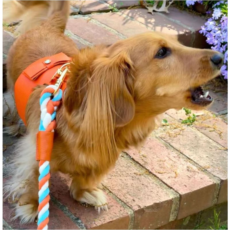 Genuine Italian Leather Dog Harness in Vibrant Sunset Pet Collars & Harnesses